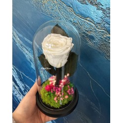 Trandafir alb criogenat in...