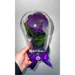 Trandafir criogenat mov,...