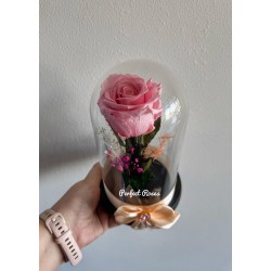 Trandafir criogenat roz in...