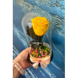 Trandafir galben in cupola